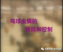 夏季球蟲到底該怎么預防治療？都在這里！