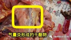 家禽氣囊炎其實(shí)不難治，找對(duì)方法最重要！